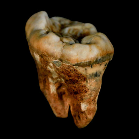 1.2" Extinct Cave Bear Ursus Spelaeus Pre-Molar Tooth Rooted Pleistocene Age COA