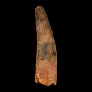 XL 4.1" Spinosaurus Fossil Tooth 100 Million Years Old Cretaceous Dinosaur COA