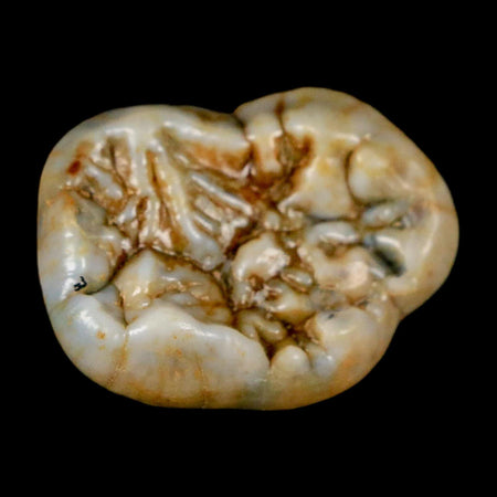 1.2" Extinct Cave Bear Ursus Spelaeus Pre-Molar Tooth Rooted Pleistocene Age COA