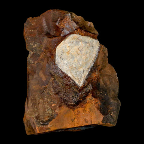 1.8" Detailed Ginkgo Cranei Fossil Plant Leaf Morton County, ND Paleocene Age COA - Fossil Age Minerals