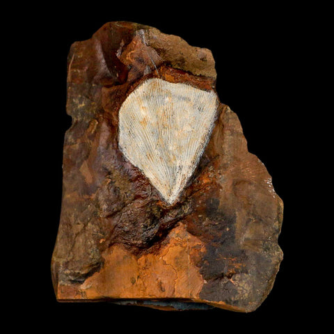 1.8" Detailed Ginkgo Cranei Fossil Plant Leaf Morton County, ND Paleocene Age COA - Fossil Age Minerals