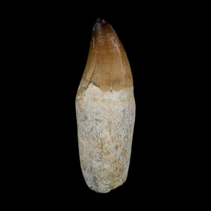 XL 3.8