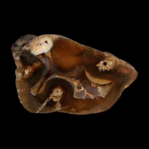2.1" Agatized Coral Slab Fossil Oligocene and Miocene Epochs Tampa Bay Florida