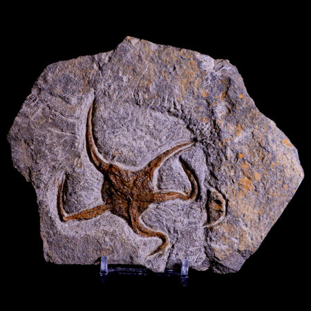 3.2" Brittlestar Ophiura Sp Starfish Fossil Ordovician Age Morocco COA & Stand