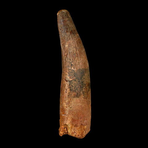 XL 4.1" Spinosaurus Fossil Tooth 100 Million Years Old Cretaceous Dinosaur COA - Fossil Age Minerals