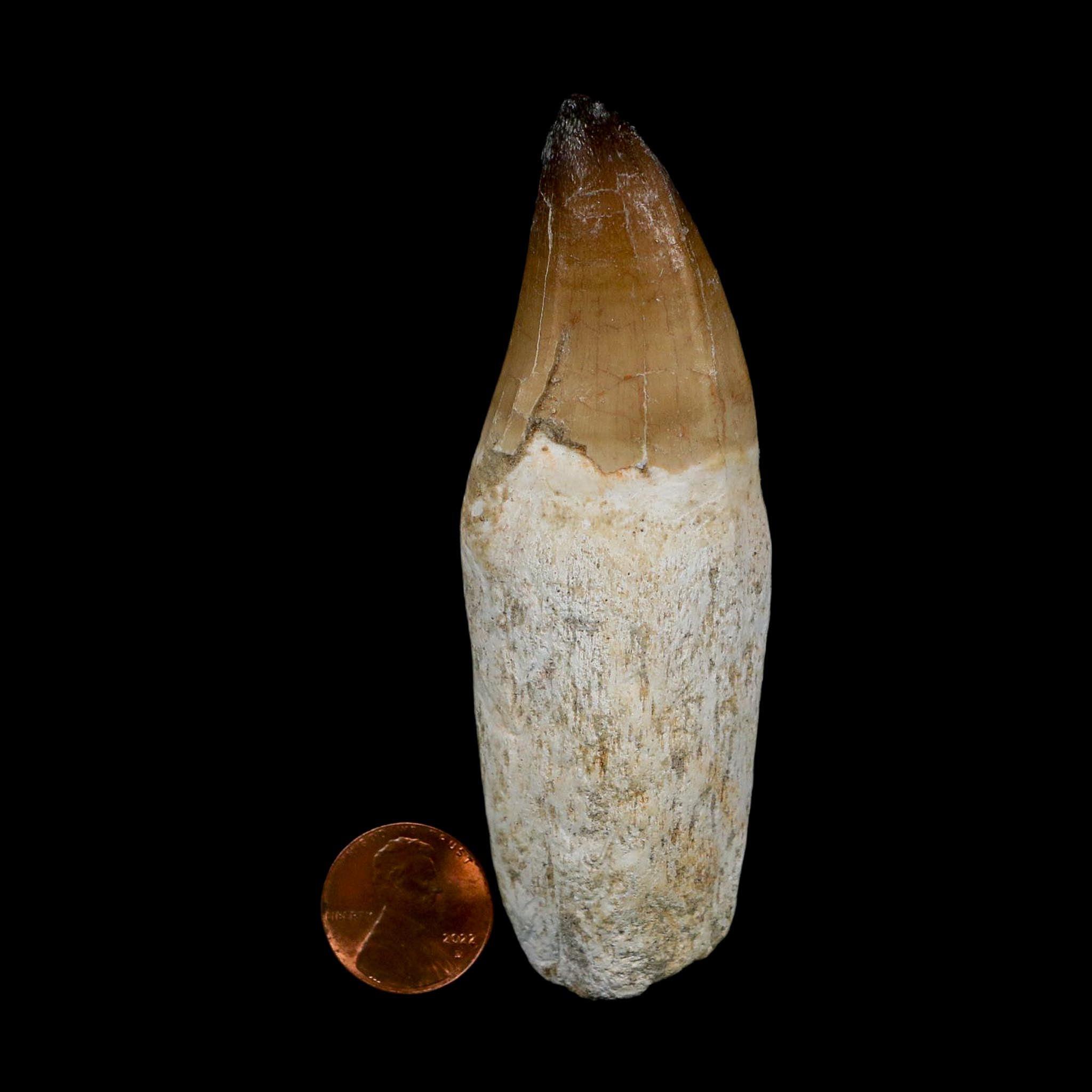 XL 3.8" Mosasaur Prognathodon Fossil Tooth Rooted Cretaceous Dinosaur Era COA