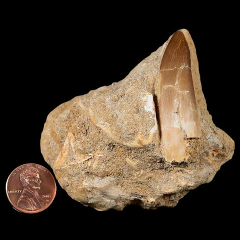 XL 2" Plesiosaur Zarafasaura Tooth Fossil In Matrix Cretaceous Dinosaur Era COA - Fossil Age Minerals