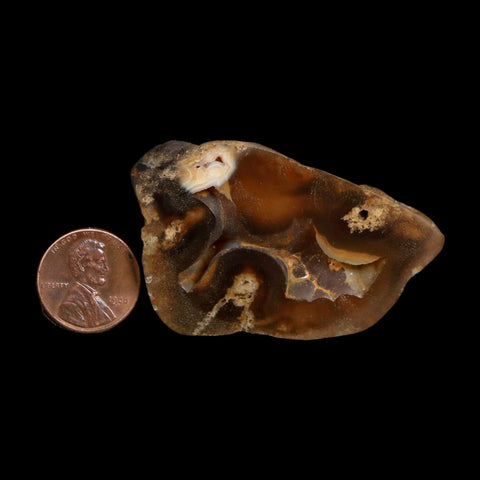2.1" Agatized Coral Slab Fossil Oligocene and Miocene Epochs Tampa Bay Florida