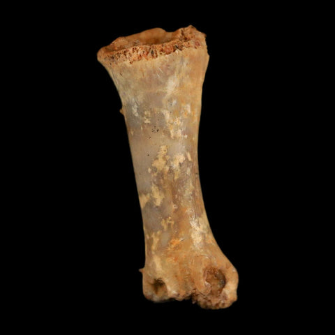 0.6" Dromaeosaurid Raptor Fossil Limb Toe Bone Cretaceous Dinosaur COA, Display