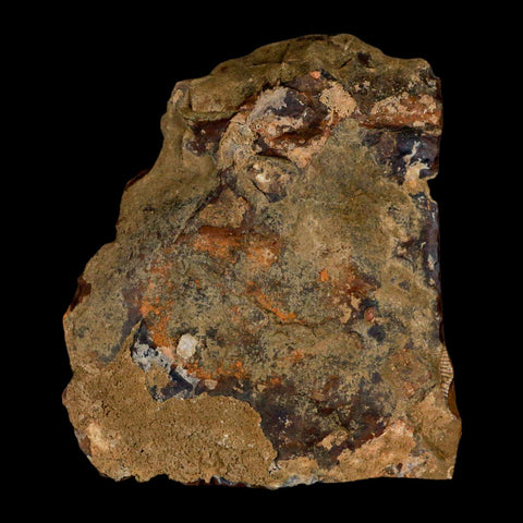1.8" Detailed Ginkgo Cranei Fossil Plant Leaf Morton County, ND Paleocene Age COA - Fossil Age Minerals