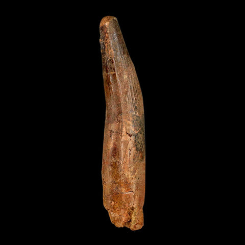 XL 4.1" Spinosaurus Fossil Tooth 100 Million Years Old Cretaceous Dinosaur COA - Fossil Age Minerals