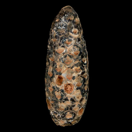 XL 2.2" Fossil Pine Cone Equicalastrobus Replaced By Agate Eocene Age Seeds Fruit