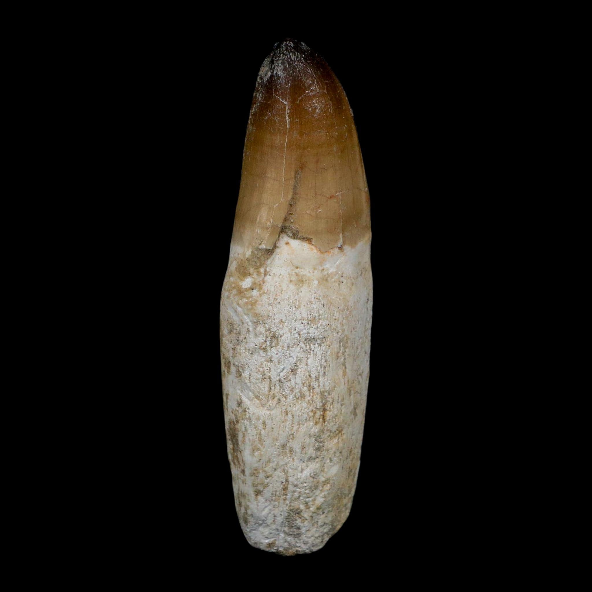 XL 3.8" Mosasaur Prognathodon Fossil Tooth Rooted Cretaceous Dinosaur Era COA