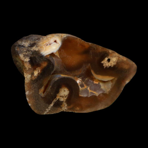 2.1" Agatized Coral Slab Fossil Oligocene and Miocene Epochs Tampa Bay Florida