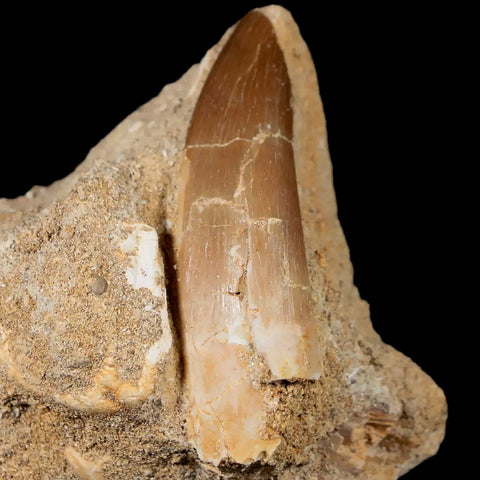 XL 2" Plesiosaur Zarafasaura Tooth Fossil In Matrix Cretaceous Dinosaur Era COA - Fossil Age Minerals