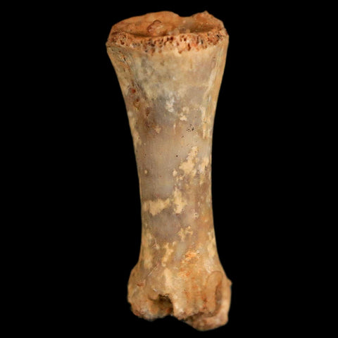 0.6" Dromaeosaurid Raptor Fossil Limb Toe Bone Cretaceous Dinosaur COA, Display