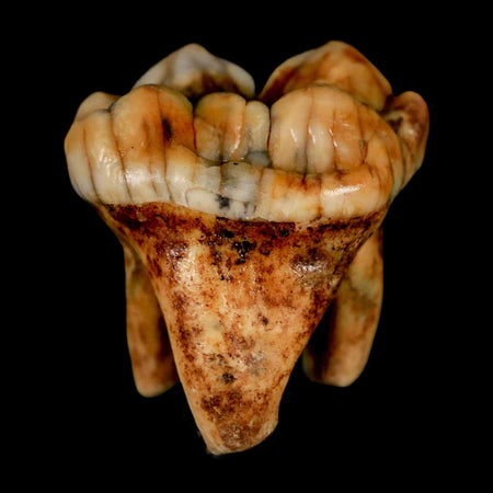 1.3" Extinct Cave Bear Ursus Spelaeus Pre Molar Tooth Rooted Pleistocene Age COA, Stand