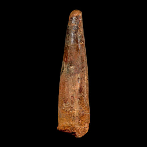 XL 4.1" Spinosaurus Fossil Tooth 100 Million Years Old Cretaceous Dinosaur COA - Fossil Age Minerals