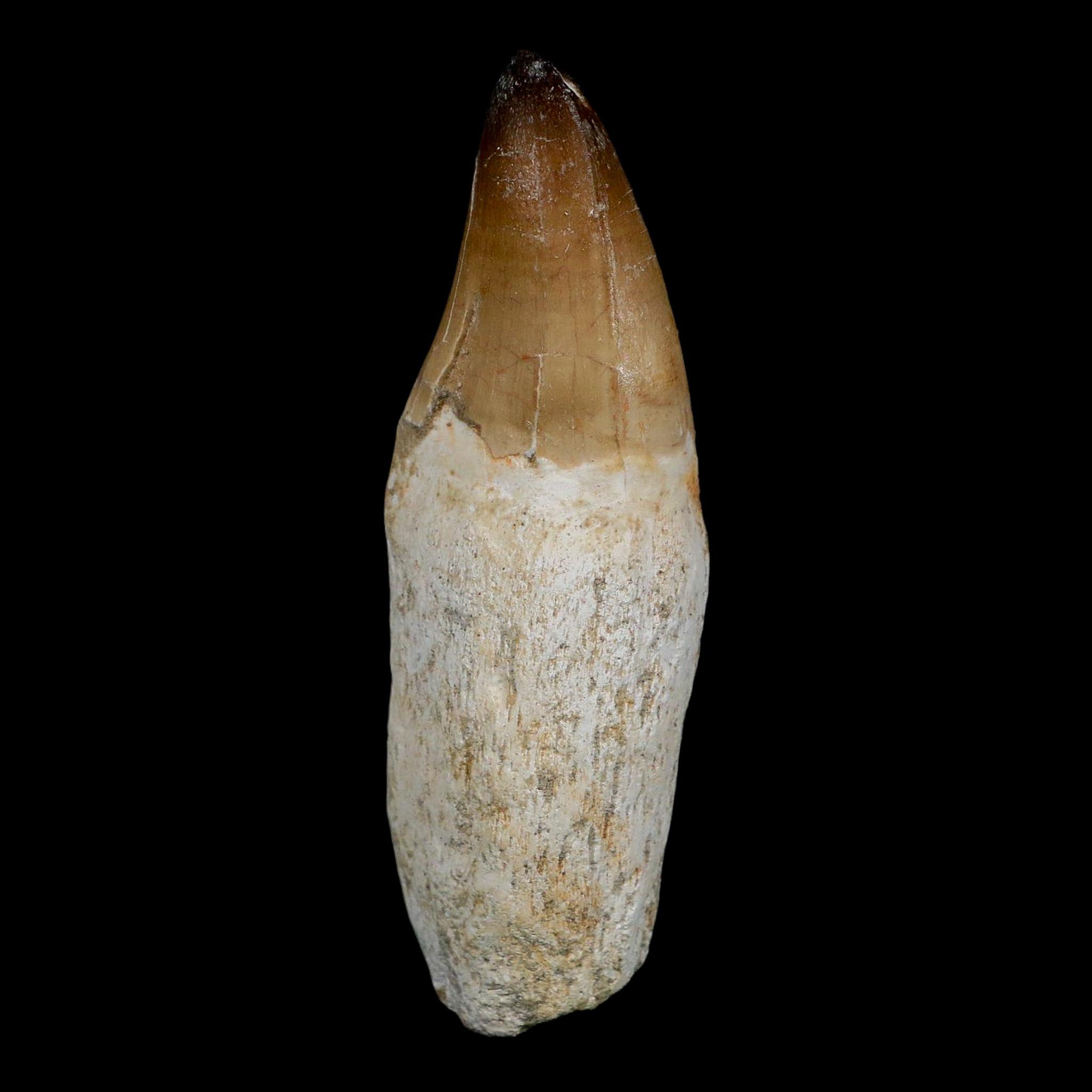 XL 3.8" Mosasaur Prognathodon Fossil Tooth Rooted Cretaceous Dinosaur Era COA