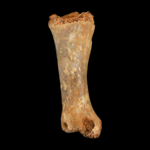0.6" Dromaeosaurid Raptor Fossil Limb Toe Bone Cretaceous Dinosaur COA, Display