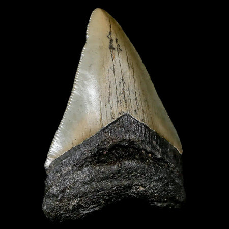 2.8" Quality Megalodon Shark Tooth Serrated Fossil Natural Miocene Age COA