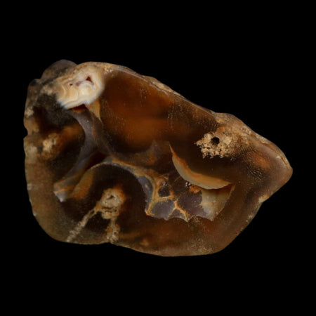 2.1" Agatized Coral Slab Fossil Oligocene and Miocene Epochs Tampa Bay Florida