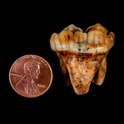 1.3" Extinct Cave Bear Ursus Spelaeus Pre Molar Tooth Rooted Pleistocene Age COA, Stand