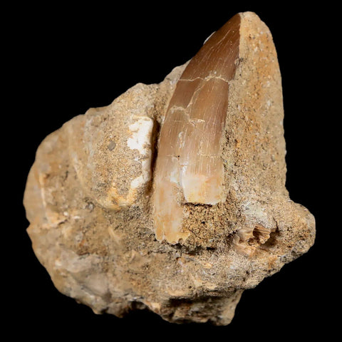 XL 2" Plesiosaur Zarafasaura Tooth Fossil In Matrix Cretaceous Dinosaur Era COA - Fossil Age Minerals