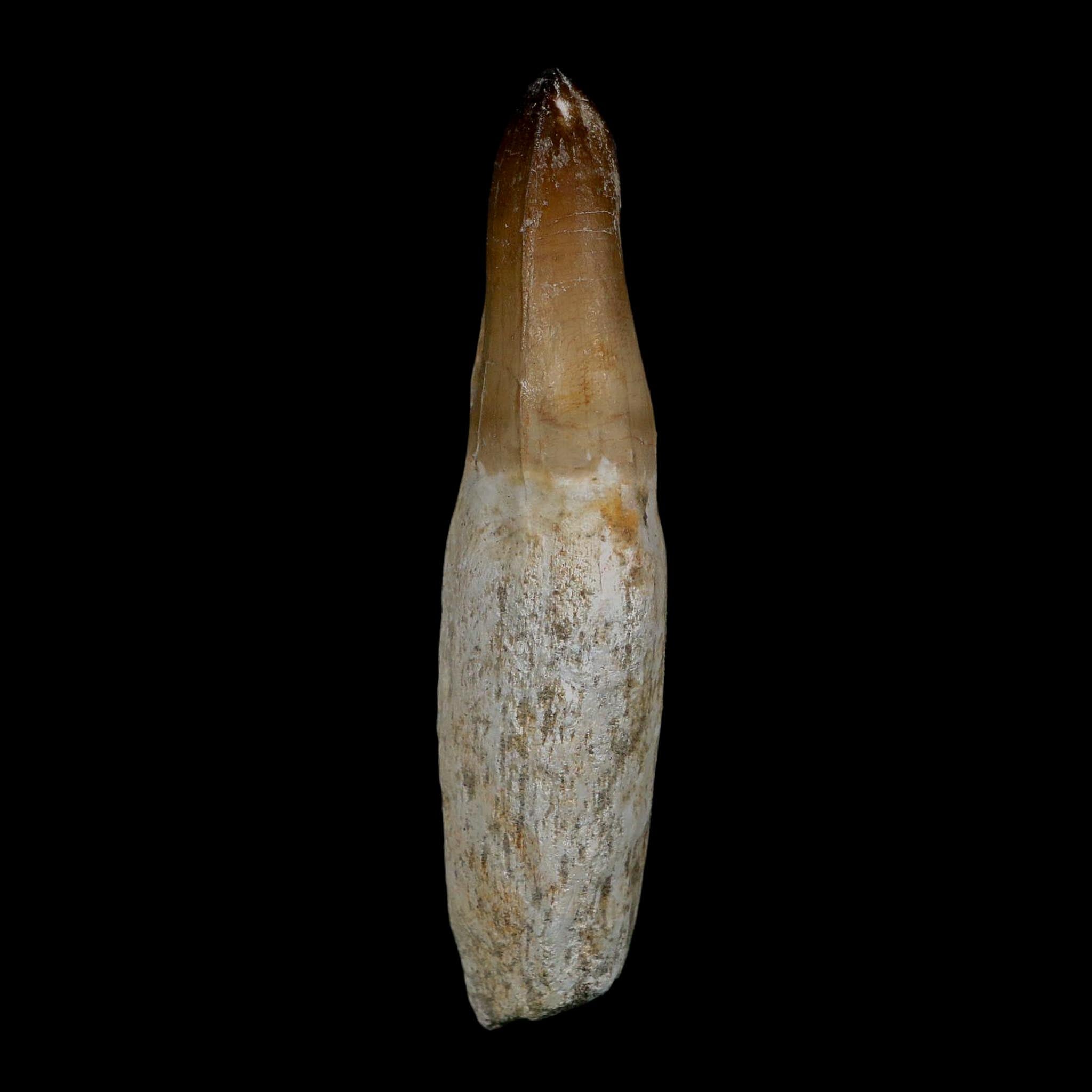 XL 3.8" Mosasaur Prognathodon Fossil Tooth Rooted Cretaceous Dinosaur Era COA