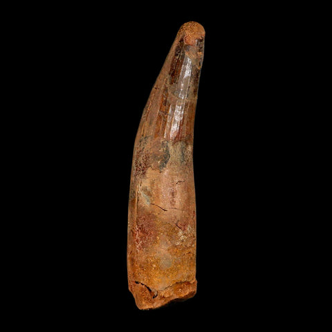 XL 4.1" Spinosaurus Fossil Tooth 100 Million Years Old Cretaceous Dinosaur COA - Fossil Age Minerals