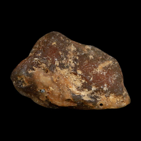 2.1" Agatized Coral Slab Fossil Oligocene and Miocene Epochs Tampa Bay Florida