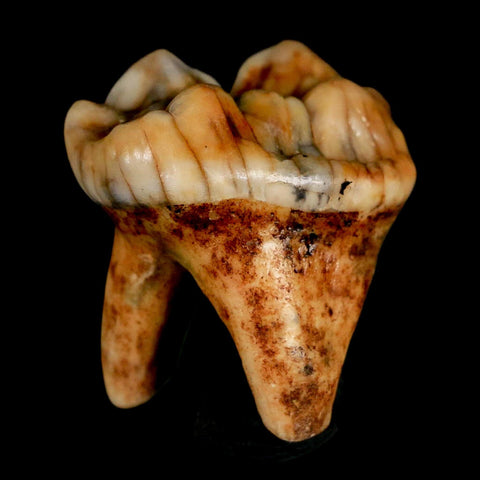 1.3" Extinct Cave Bear Ursus Spelaeus Pre Molar Tooth Rooted Pleistocene Age COA, Stand