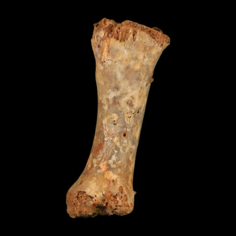 0.6" Dromaeosaurid Raptor Fossil Limb Toe Bone Cretaceous Dinosaur COA, Display