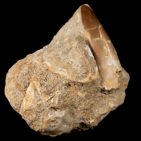 XL 2" Plesiosaur Zarafasaura Tooth Fossil In Matrix Cretaceous Dinosaur Era COA - Fossil Age Minerals