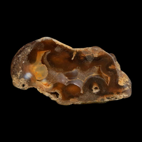 2.8" Agatized Coral Slab Fossil Oligocene and Miocene Epochs Tampa Bay Florida
