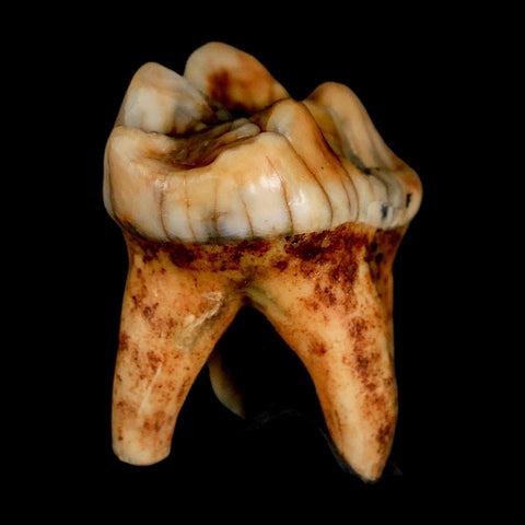 1.3" Extinct Cave Bear Ursus Spelaeus Pre Molar Tooth Rooted Pleistocene Age COA, Stand