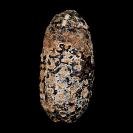 1.8" Fossil Pine Cone Equicalastrobus Replaced By Agate Eocene Age Seeds Fruit