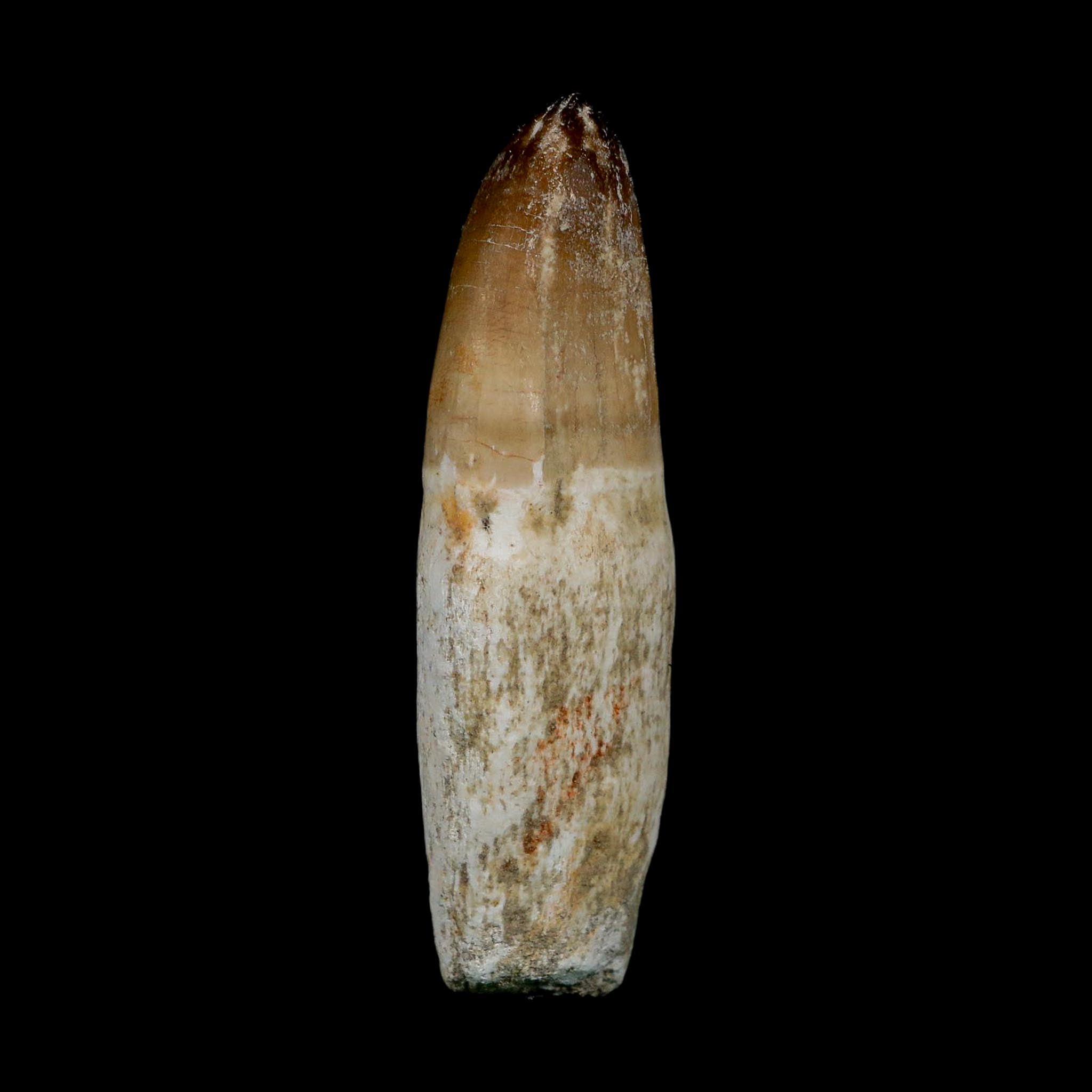 XL 3.8" Mosasaur Prognathodon Fossil Tooth Rooted Cretaceous Dinosaur Era COA