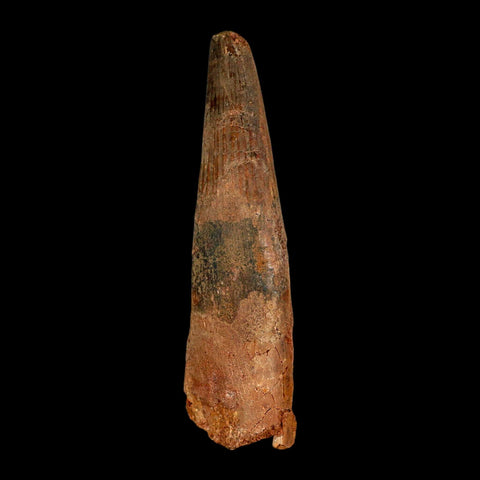 XL 4.1" Spinosaurus Fossil Tooth 100 Million Years Old Cretaceous Dinosaur COA - Fossil Age Minerals