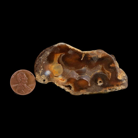 2.8" Agatized Coral Slab Fossil Oligocene and Miocene Epochs Tampa Bay Florida