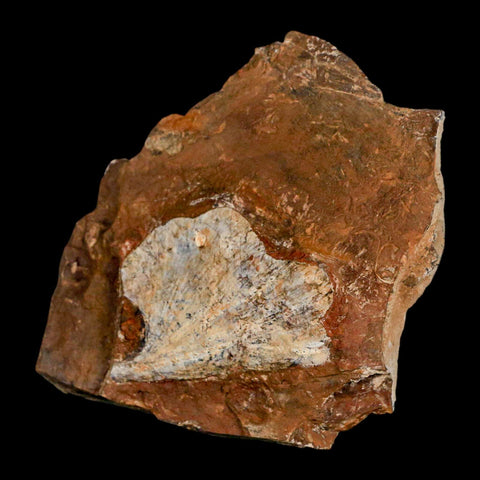 1.9" Detailed Ginkgo Cranei Fossil Plant Leaf Morton County, ND Paleocene Age COA - Fossil Age Minerals