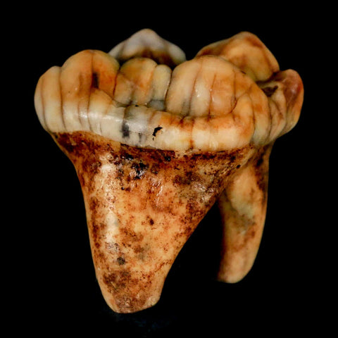 1.3" Extinct Cave Bear Ursus Spelaeus Pre Molar Tooth Rooted Pleistocene Age COA, Stand