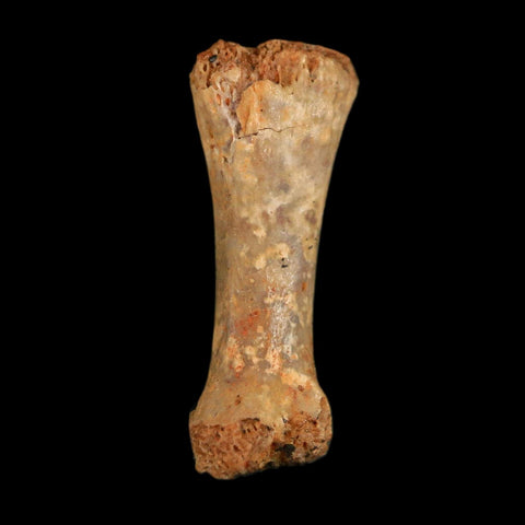 0.6" Dromaeosaurid Raptor Fossil Limb Toe Bone Cretaceous Dinosaur COA, Display