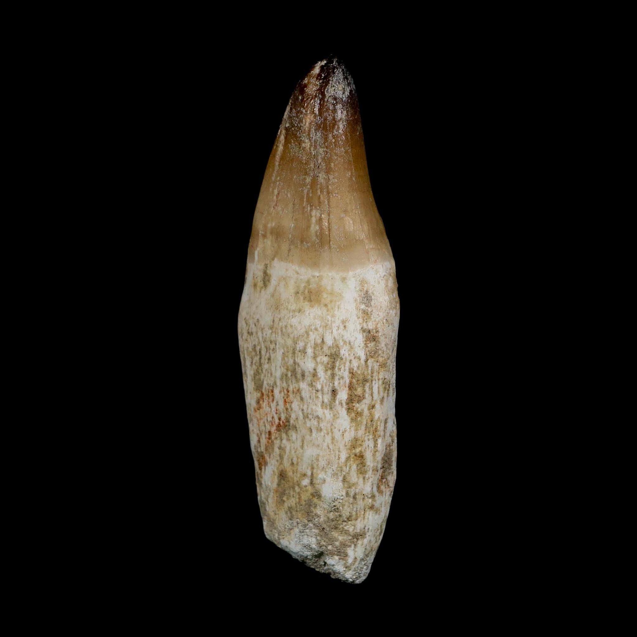 XL 3.8" Mosasaur Prognathodon Fossil Tooth Rooted Cretaceous Dinosaur Era COA