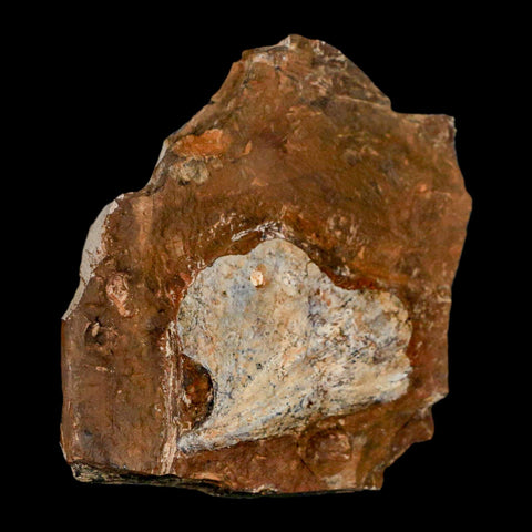 1.9" Detailed Ginkgo Cranei Fossil Plant Leaf Morton County, ND Paleocene Age COA - Fossil Age Minerals