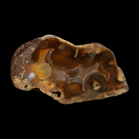 2.8" Agatized Coral Slab Fossil Oligocene and Miocene Epochs Tampa Bay Florida