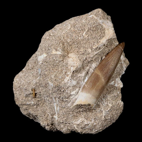 1.7" Plesiosaur Zarafasaura Tooth Fossil In Matrix Cretaceous Dinosaur Era COA - Fossil Age Minerals