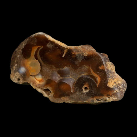 2.8" Agatized Coral Slab Fossil Oligocene and Miocene Epochs Tampa Bay Florida