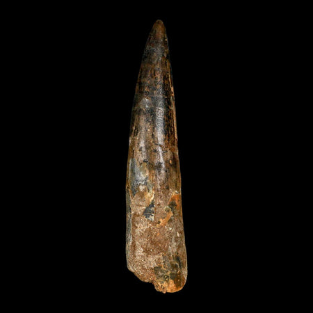 XL 4" Spinosaurus Fossil Tooth 100 Million Years Old Cretaceous Dinosaur COA