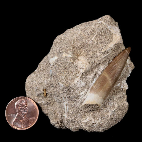 1.7" Plesiosaur Zarafasaura Tooth Fossil In Matrix Cretaceous Dinosaur Era COA - Fossil Age Minerals